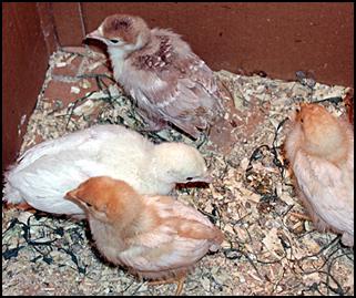 chicks.06